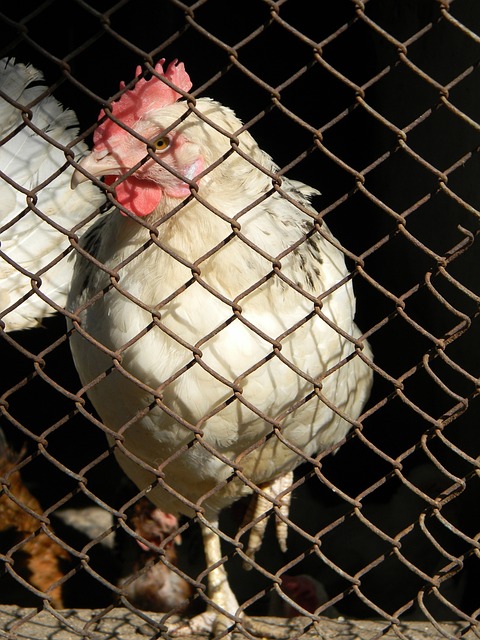 配和最後的 配和最後的